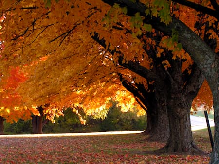 Why Is Fall Landscape Maintenance So Important?